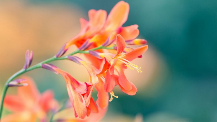 Close up of orange and yellow flowers on a green stem
