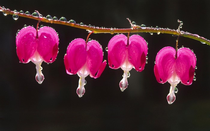 Bleeding Hearts flowers with dew drops