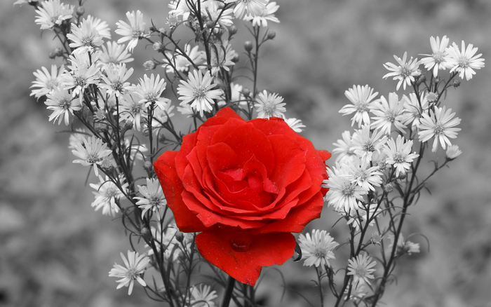 Red rose among white flowers