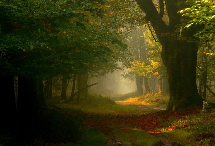 Sunlight filtering through trees in a misty forest
