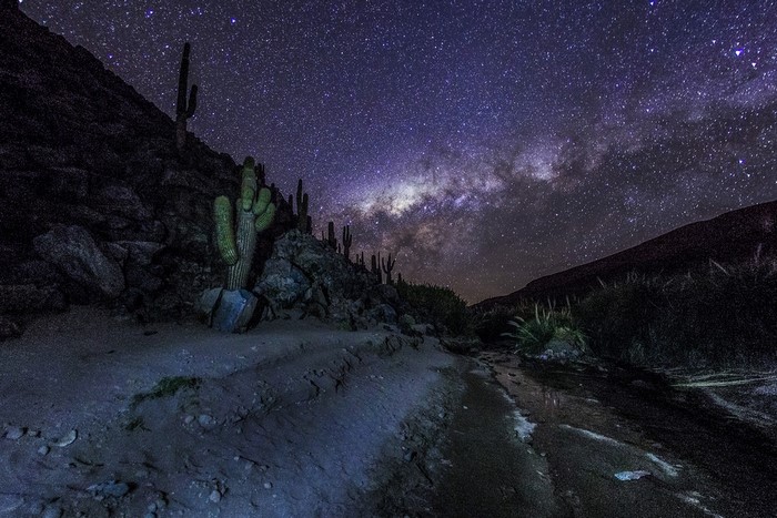Milky Way over Atacama Desert with Saguaro Cacti