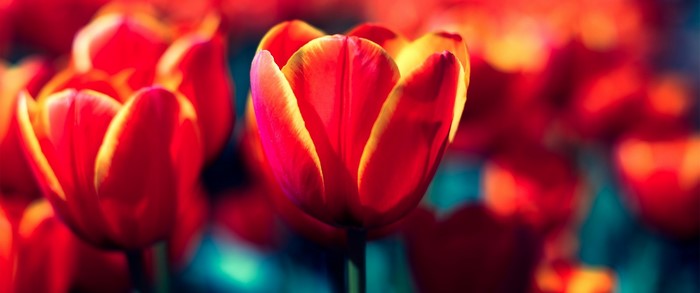 Close up of red and yellow tulips