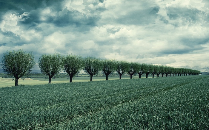 A row of trees in a field under a cloudy sky