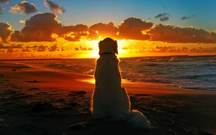 Dog watching sunset on the beach