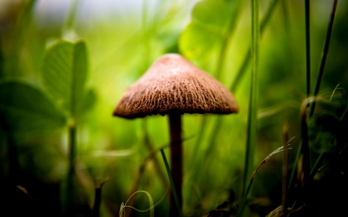 Close-up of Mushroom in Sunlit Green Forest