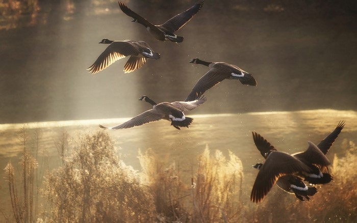 Canada Geese flying in sunlight over marsh