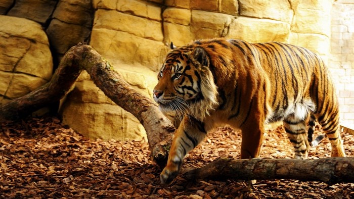 Tiger walking in a zoo enclosure with rocks and logs