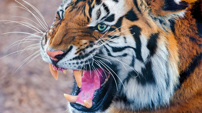 Close-up of a roaring tiger's face