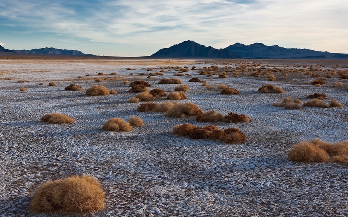 Desert landscape with mountains and tumbleweeds