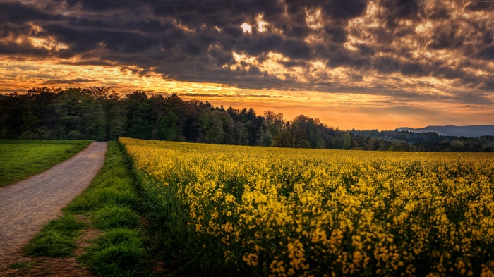 Field of yellow wildflowers at sunset with a dirt path