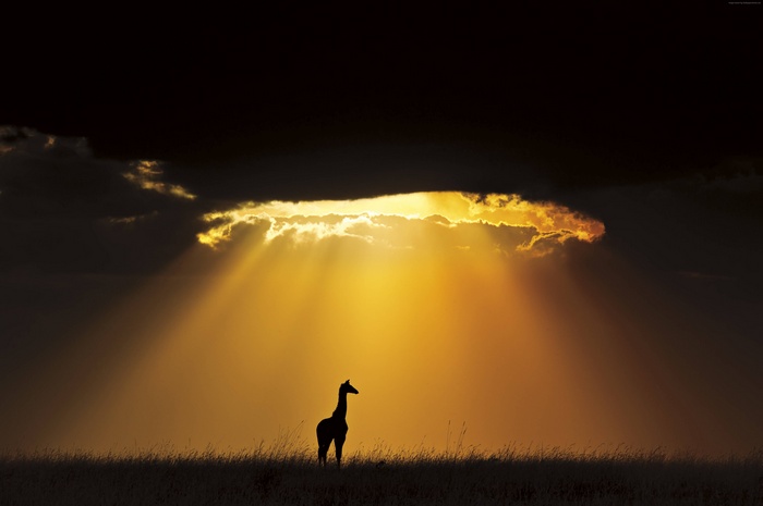 Silhouette of a giraffe against a dramatic sunset sky