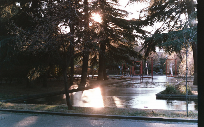 Sunlight filtering through pine trees onto a wet park area