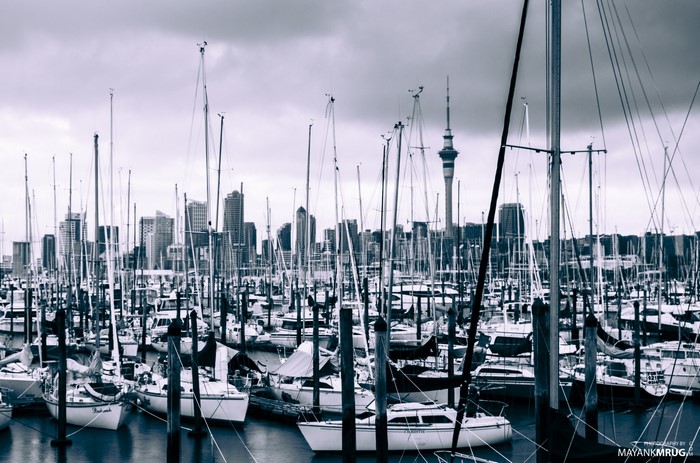 Auckland Marina with Sky Tower and City Skyline