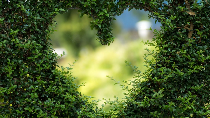 Heart shape formed by green bushes