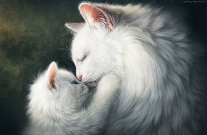 love image, HD, cats