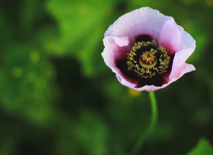 Close-up of a pink poppy flower with a dark center