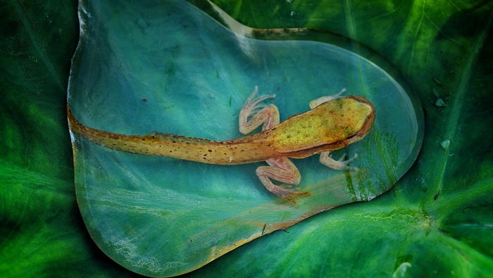 Tadpole with legs on a green leaf