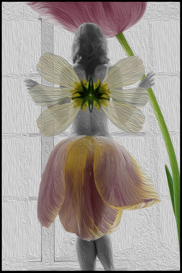 Tulip fairy with yellow and pink petals