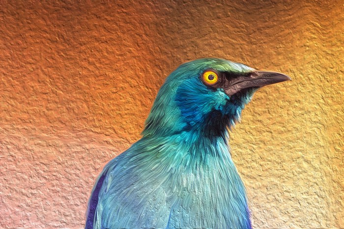 Close up of a blue and green bird with yellow eyes