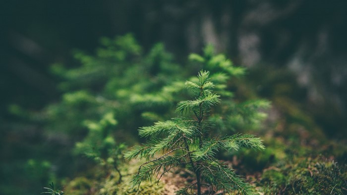 Young spruce tree in a mossy forest