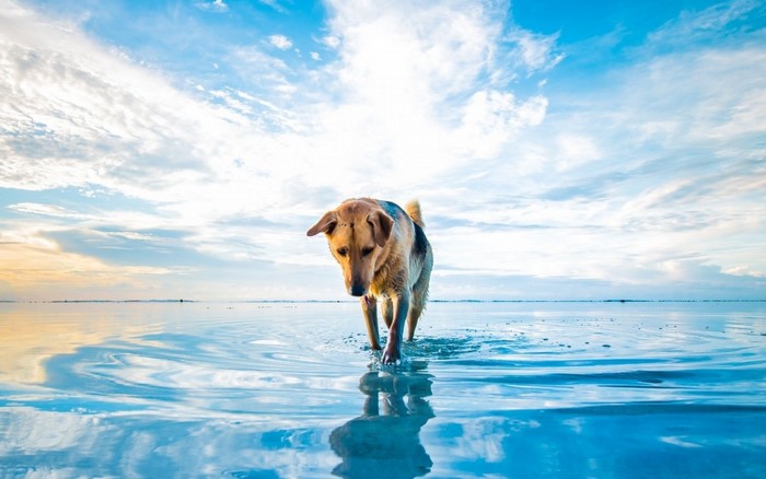 Dog walking in shallow water with reflection