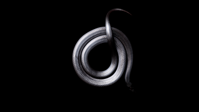 Coiled silver snake on black background