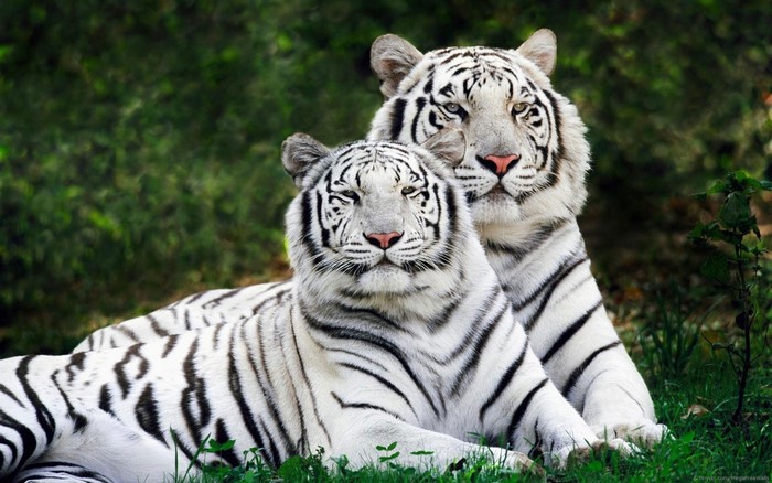 Two white tigers lying in grass