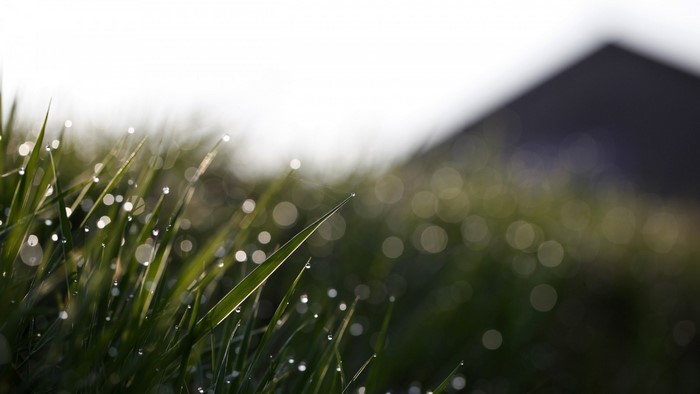 Dew drops on grass blades with bokeh background