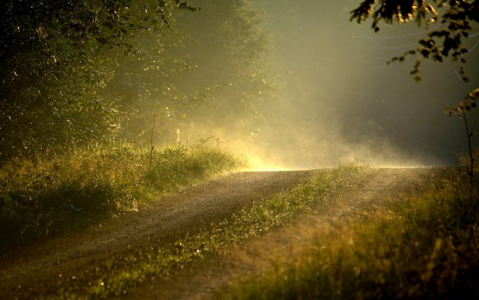 Sunlight through mist on a dirt road in a forest