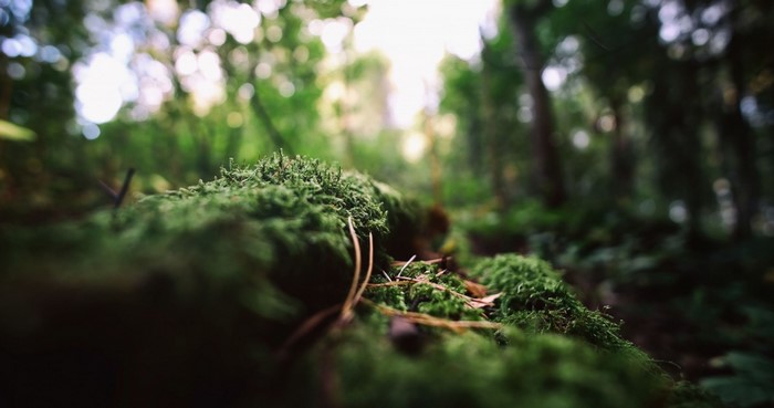 Mossy forest floor with sunlight and bokeh