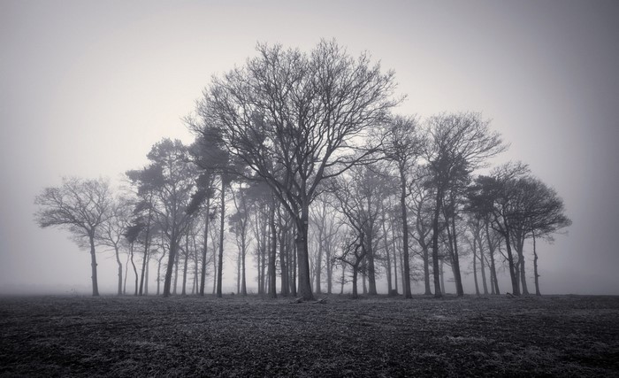 Misty forest with bare trees and dark ground