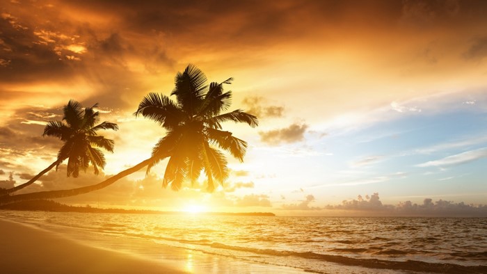 Palm trees on a beach at sunset over the ocean