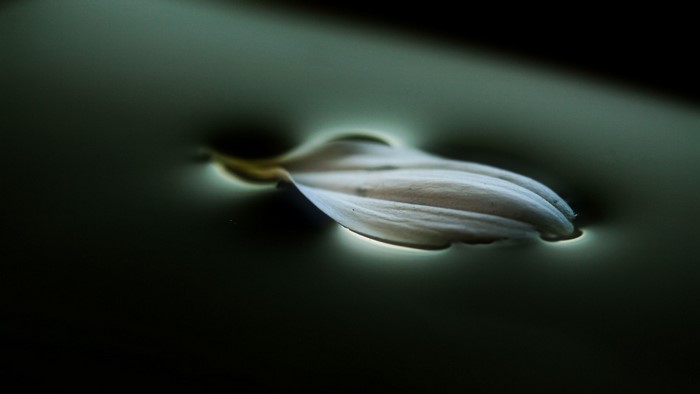A single white petal floating on dark water