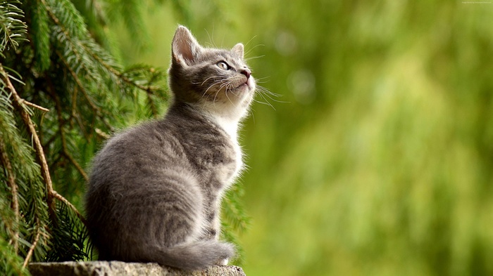 Cute Kitten Looking Up