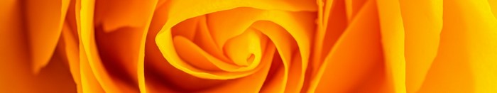 Close-up of an orange rose petal spiral