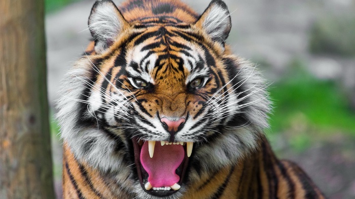 Tiger roaring with mouth open