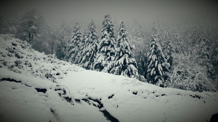 Snow-covered trees in a winter forest landscape