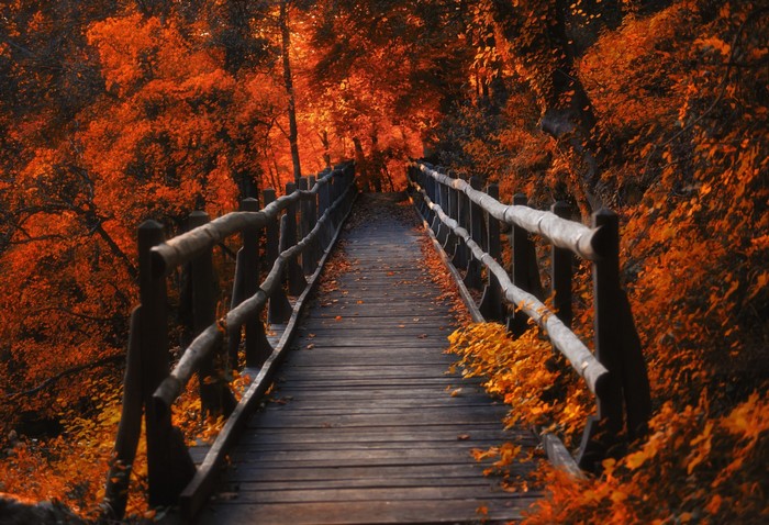 Wooden bridge in an autumn forest with orange leaves