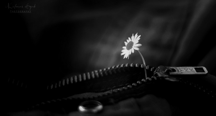 Monochrome macro of a daisy emerging from a zipper