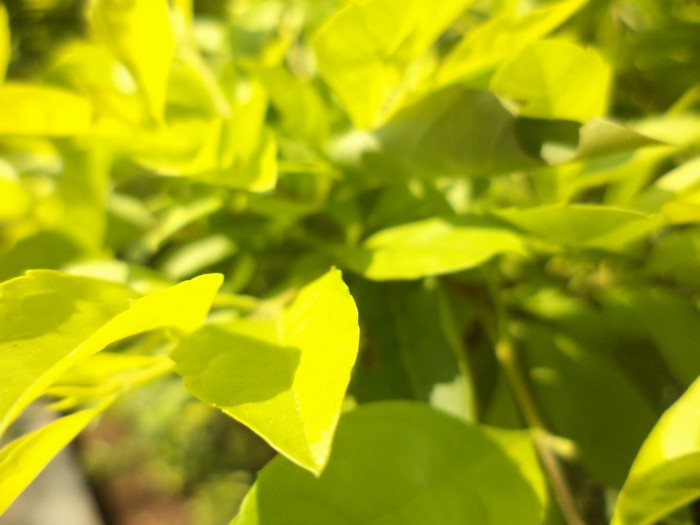 Close-up of bright green and yellow leaves