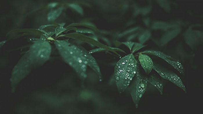 Green leaves with water drops in darkness