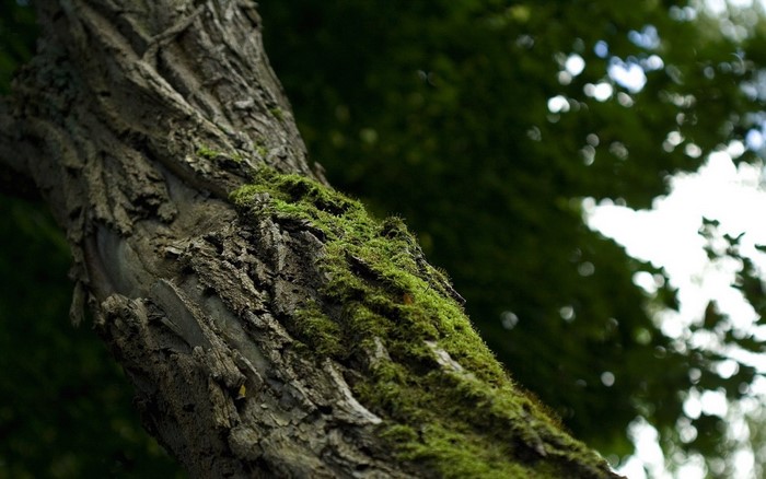 Mossy tree trunk in a forest with bokeh background