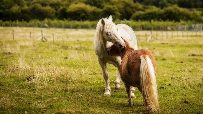 White horse and brown pony in a field