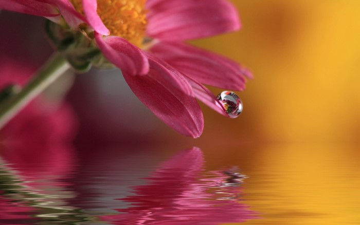 Pink flower with water drop and reflection