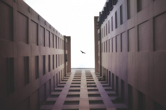 Bird flying between buildings, worm's eye view