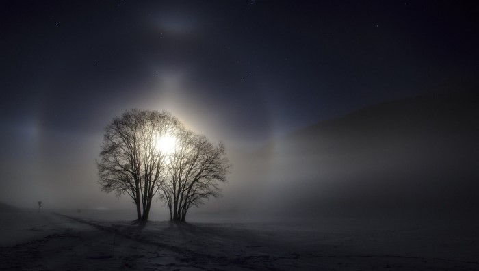 Trees in mist with moonlight and stars