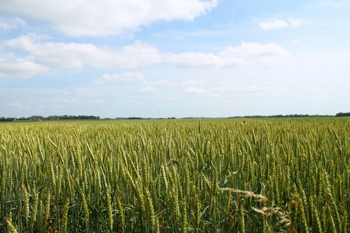 Wheat field under a cloudy blue sky