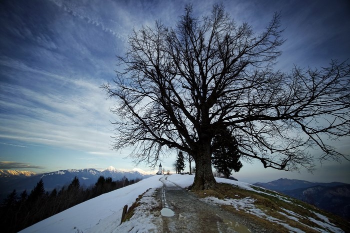 Winter landscape with bare tree and mountains