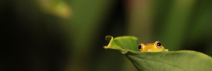 Yellow frog peeking from behind a green leaf