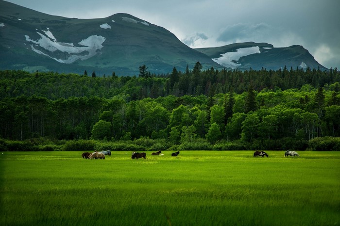 Horses Grazing on a Green Alpine Meadow